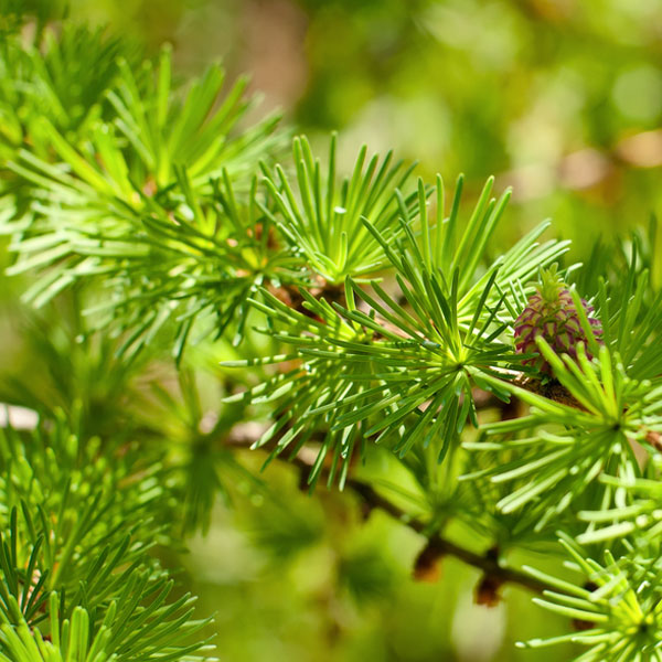 Cedarwood Himalayan - Essential Oil