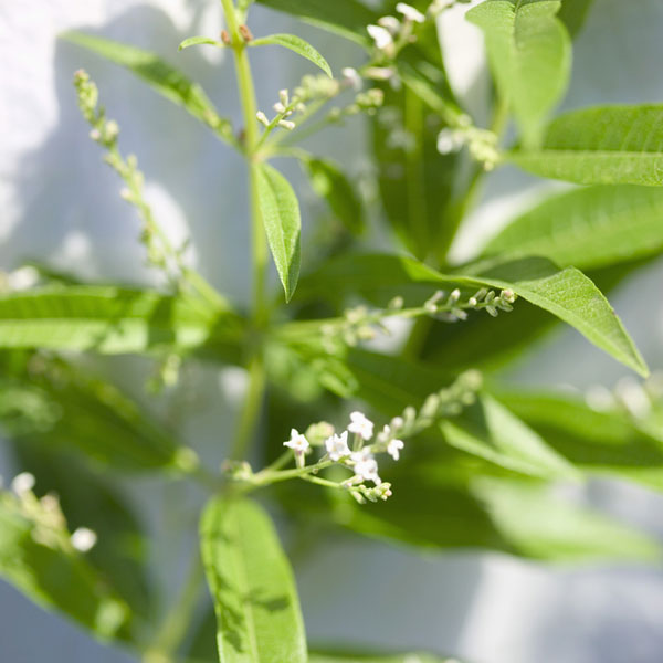 Citronella - Essential Oil