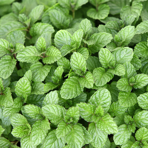 Peppermint Arvensis - Essential Oil