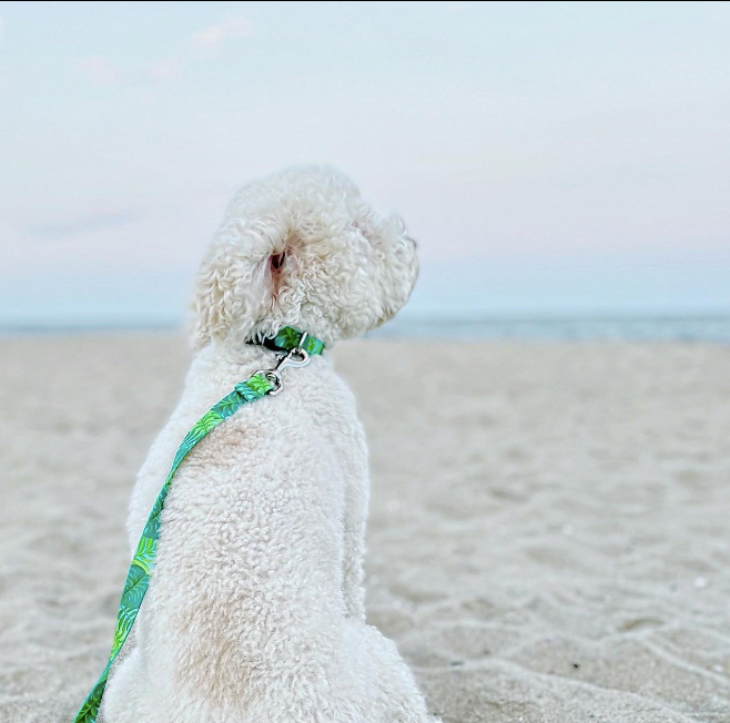 PALMS-SPORT-DOG-COLLAR-LEASH