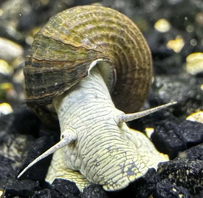 A brown spiraled snail shell with a pale grayish-white body and two long antennae in 2 blue poso rabbit snails