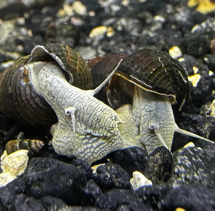 Two blue poso rabbit snails with pale gray bodies and dark brown spiraled shells on black gravel substrate