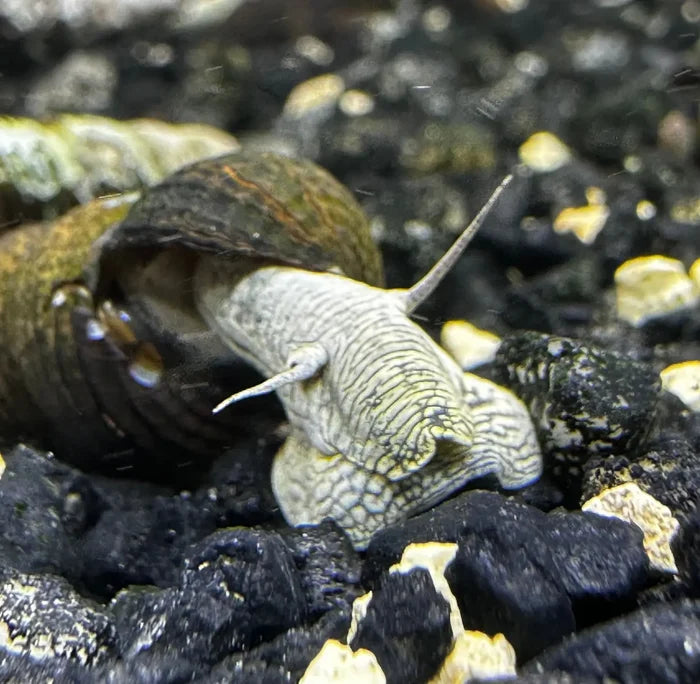 A freshwater blue poso rabbit snail with a dark textured shell and pale patterned body on black gravel