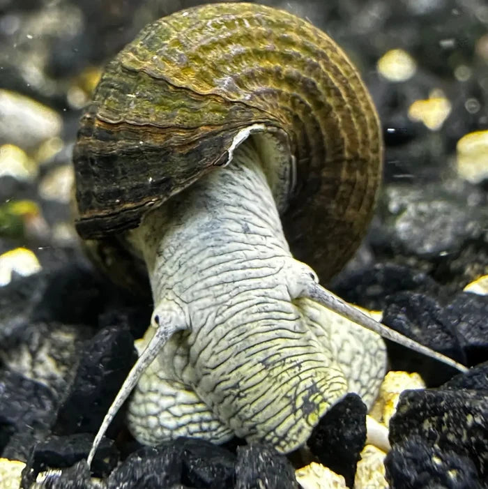 A freshwater blue Poso rabbit snail with a spiraled mottled green and brown shell and a pale grayish white textured body