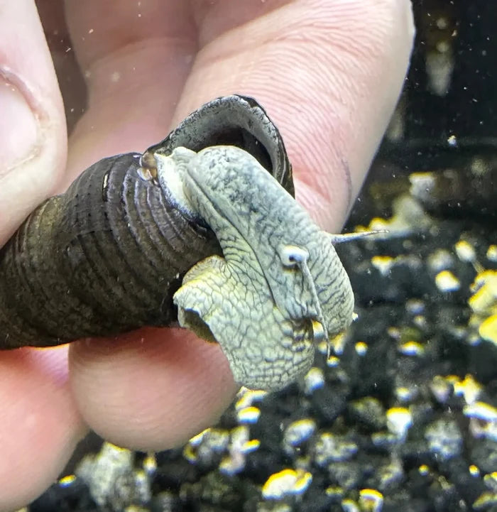 A grayish-green textured blue poso rabbit snail with a dark brown spiral shell held gently in a hand