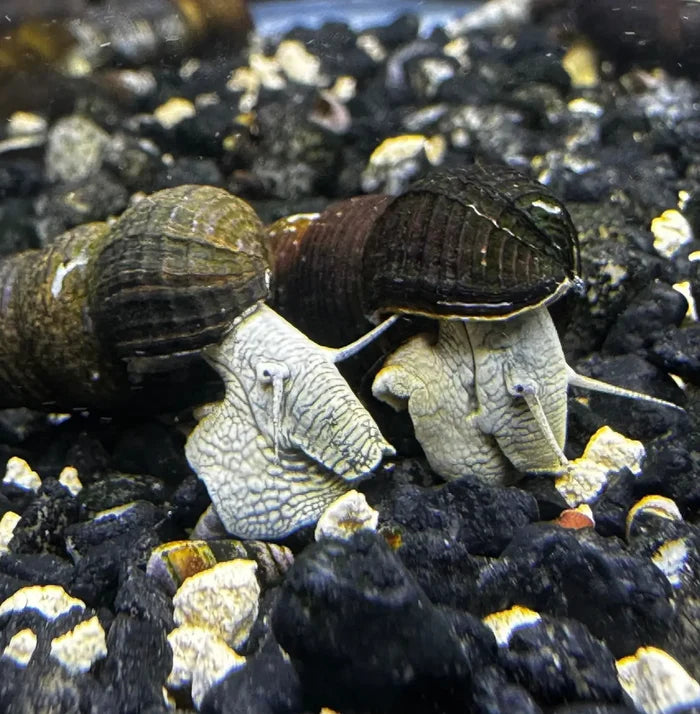 Two blue poso rabbit snails with gray white bodies and dark spiral shells resting on black gravel bed