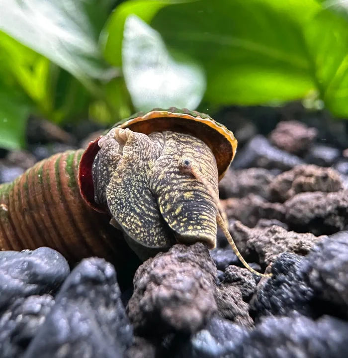 Brown Poso Rabbit Snails (Tylomelania sp.) — live freshwater snails with striped conical shells