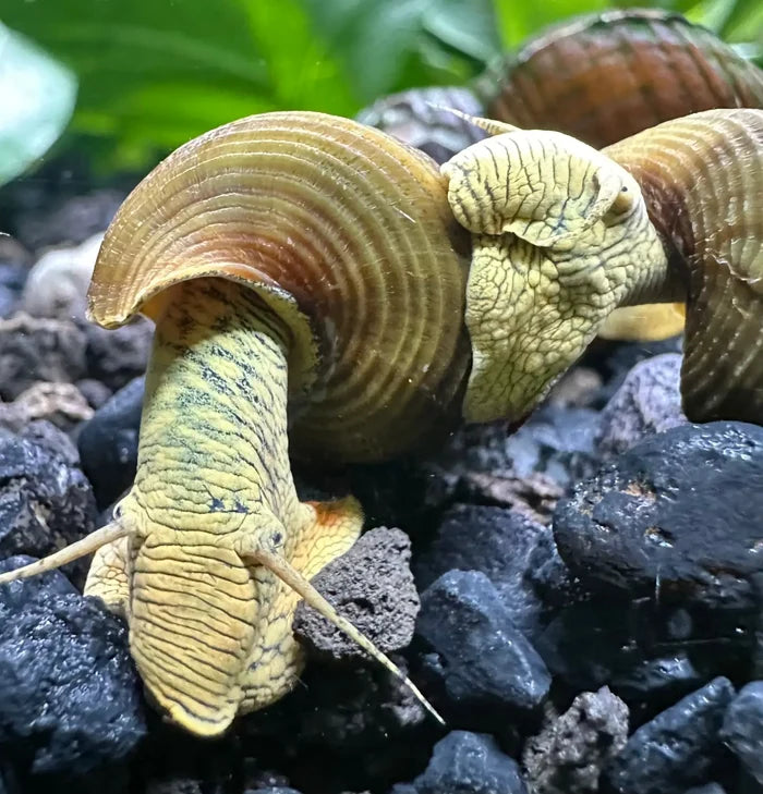 2 Yellow Poso Rabbit Snails crawling on dark rocks