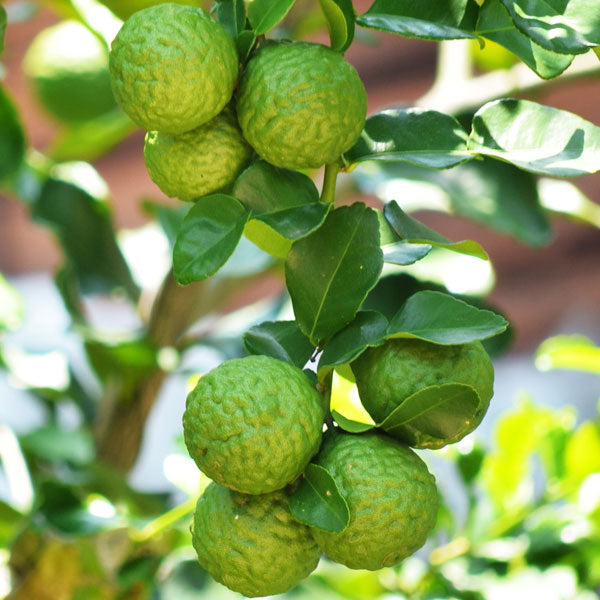 Bergamot - Essential Oil