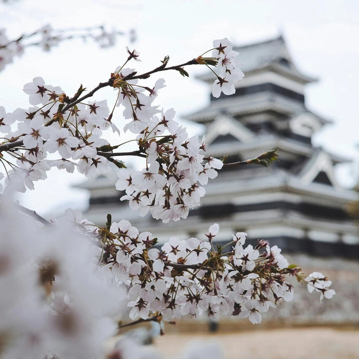 Glasshouse Fragrances - Kyoto in Bloom Candle | Camellia & Lotus