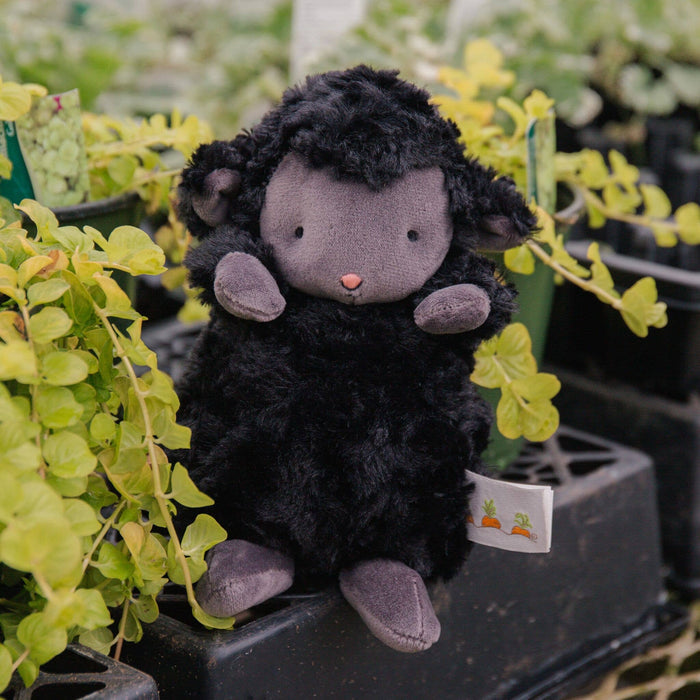Wee Kiddo the Black Lamb | Bunnies By the Bay